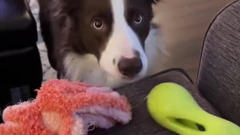Border collie ready for some play with human