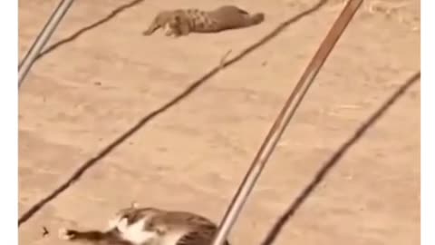 Kitty Things.