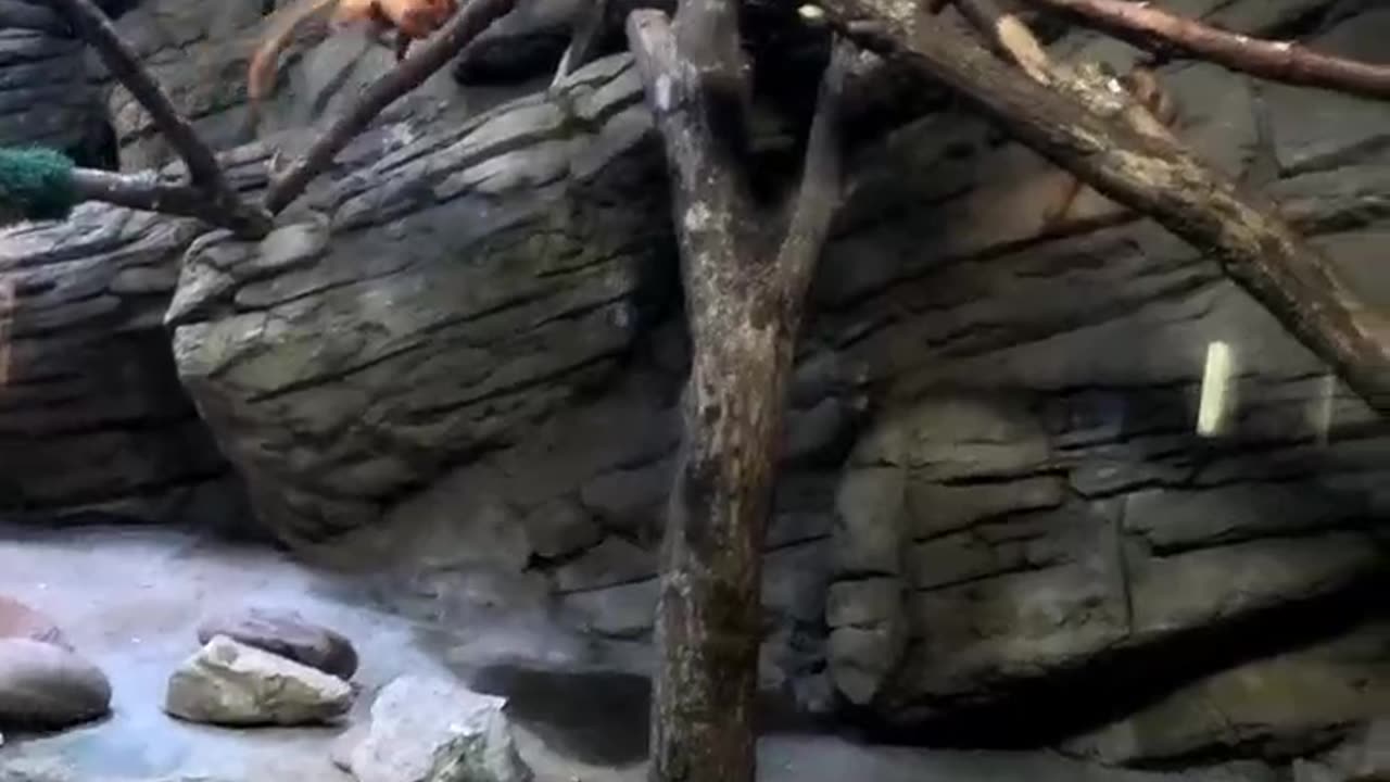Golden Lion Tamarin at El Paso Zoo
