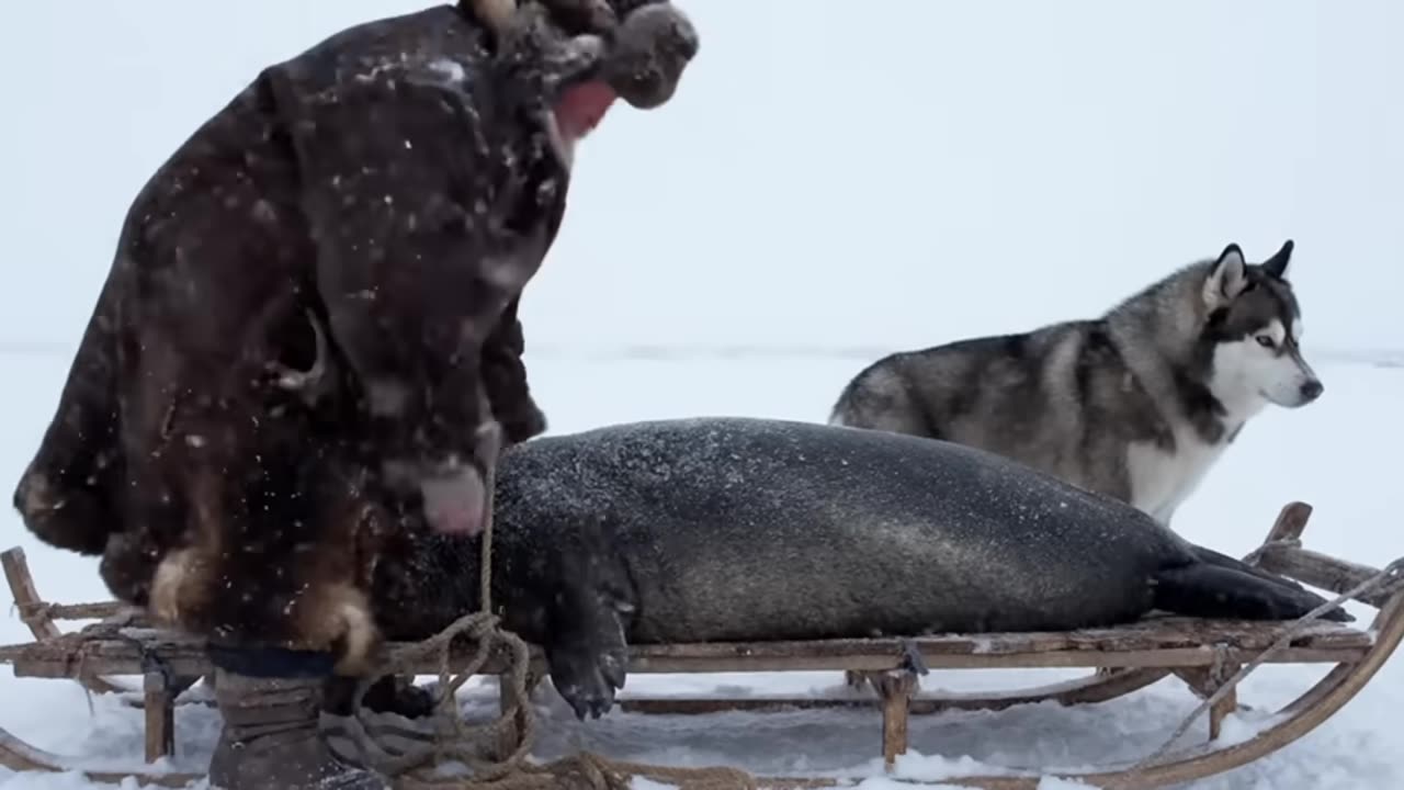 82 Year Old Grandma & Her Dog Hunt 800kg Seals in Earth’s Coldest Region – Unbelievable!