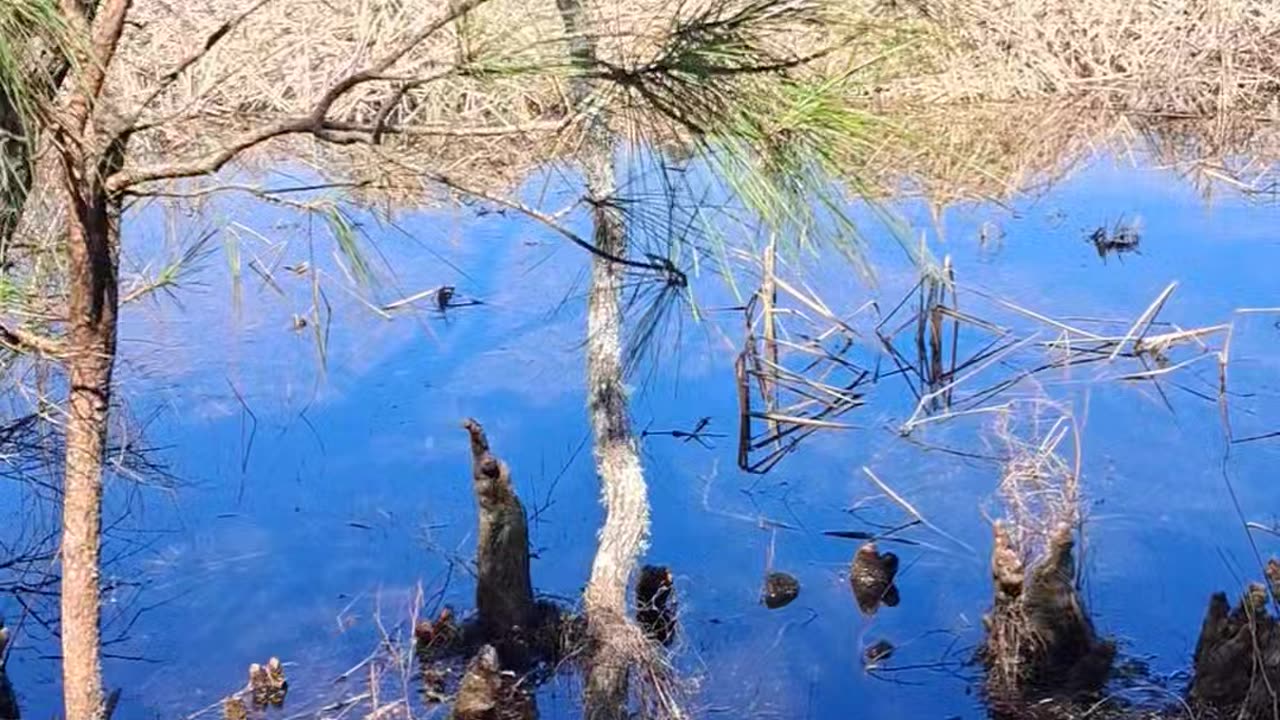 There is a Cooper's hawk nearby