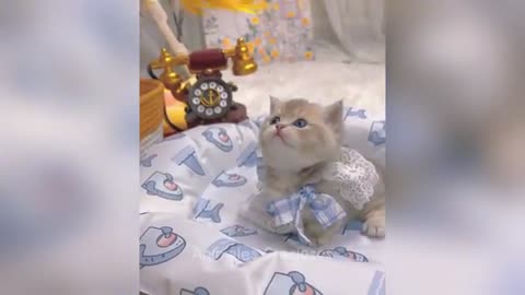 Funny animals
