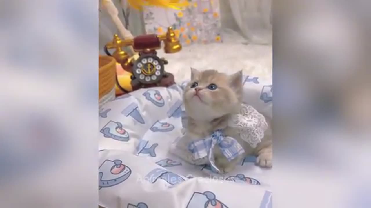 Funny animals