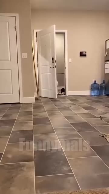 😂funny animal videos that i found for you #60😂