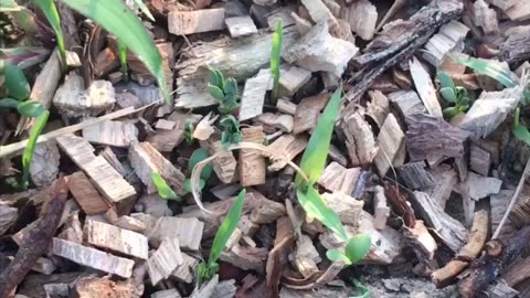 Experimental Regenerative Antler Builder Plot Update