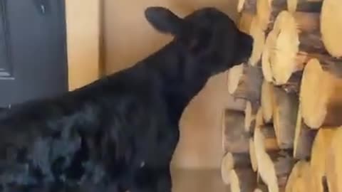 Knock knock. cartercountrymeats.com