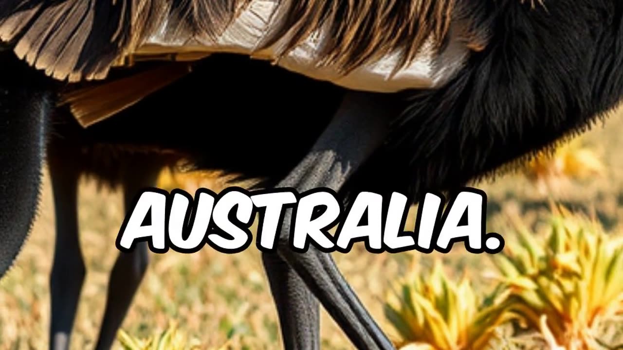 Original; The Emu War Australia's Weirdest War