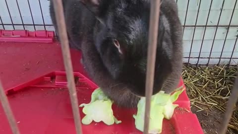 Their favorite treat! #rabbits #meatrabbits #broccoli #snacks