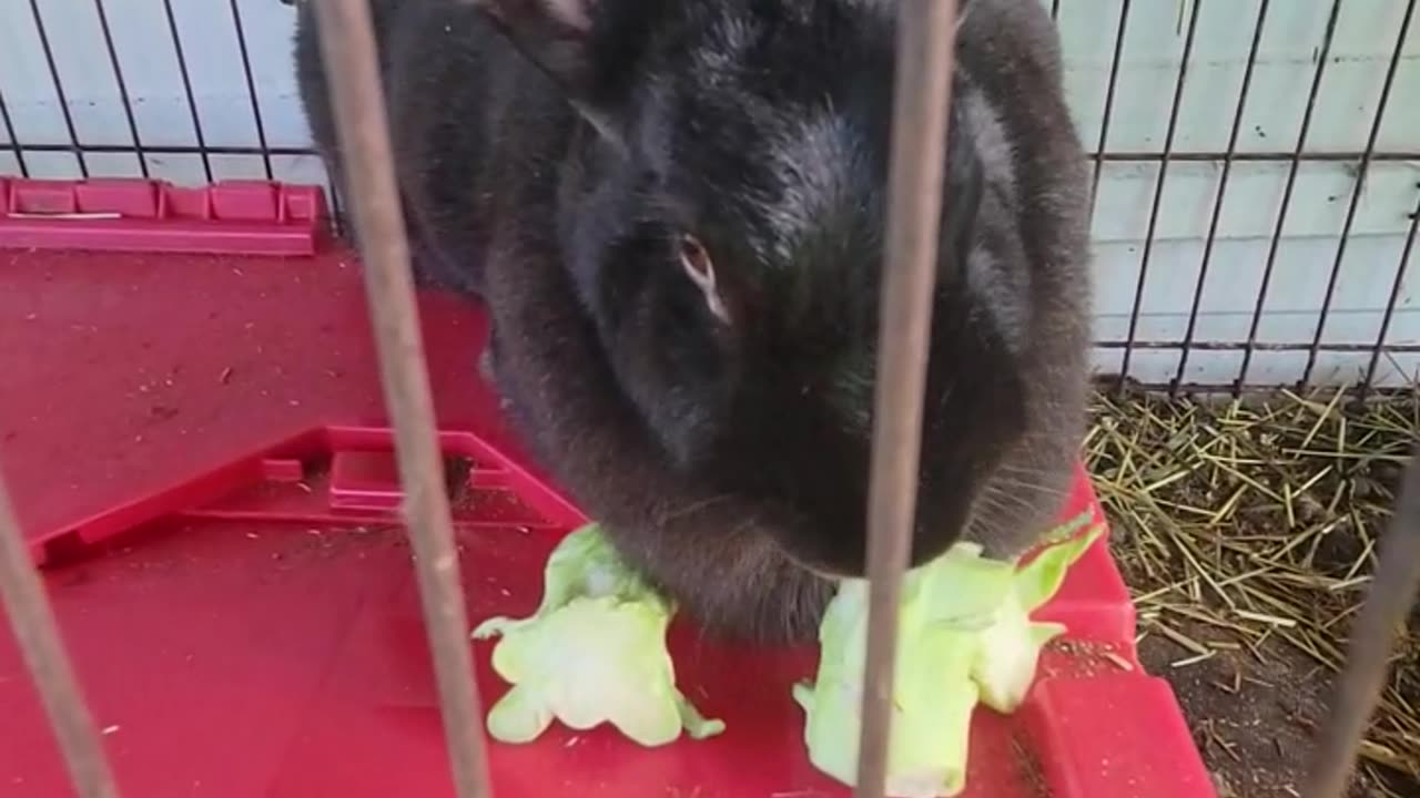 Their favorite treat! #rabbits #meatrabbits #broccoli #snacks