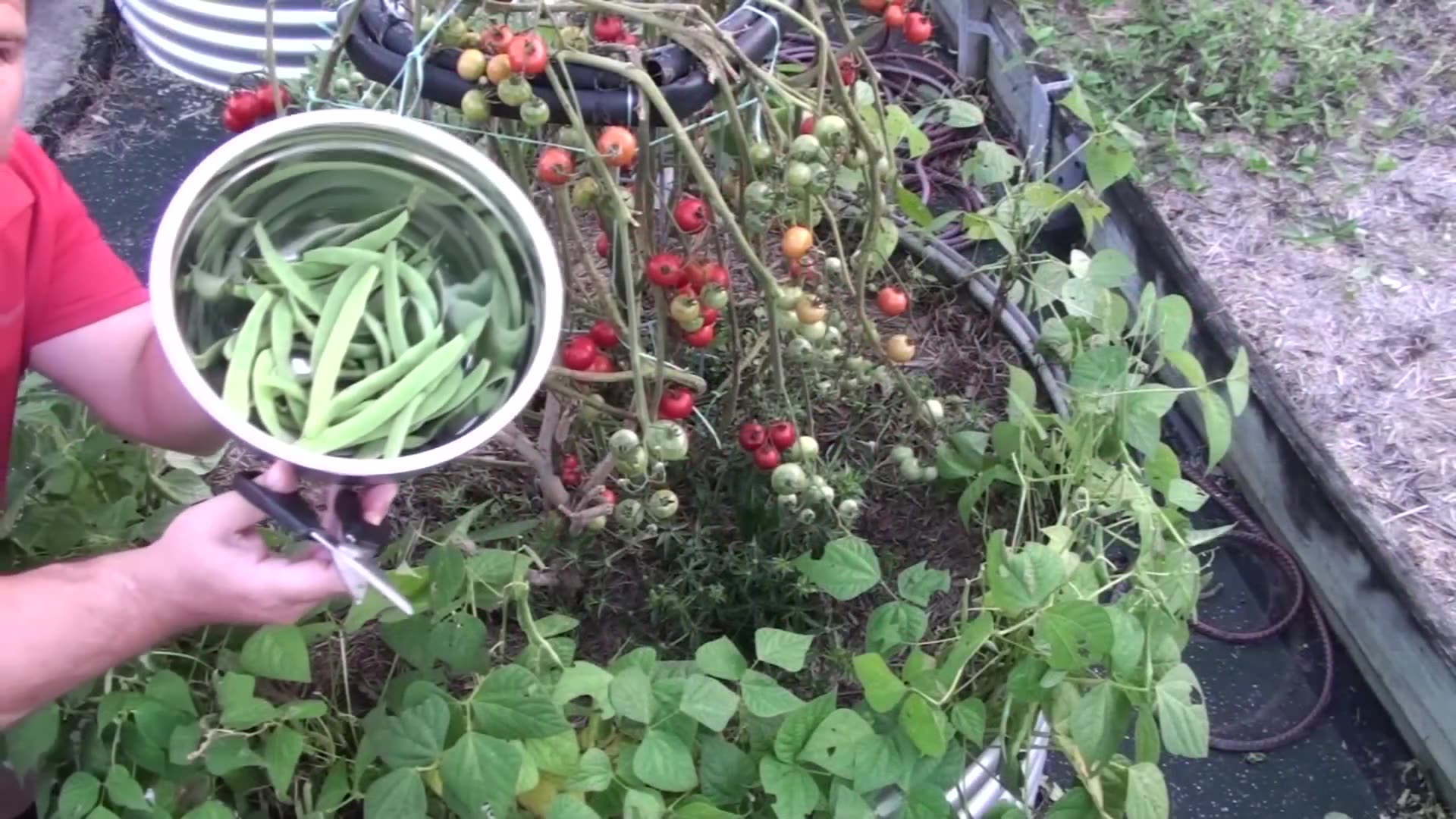 To Prune or NOT to Prune Tomatoes? 🍅 The TRUTH Every Gardener Should Know!