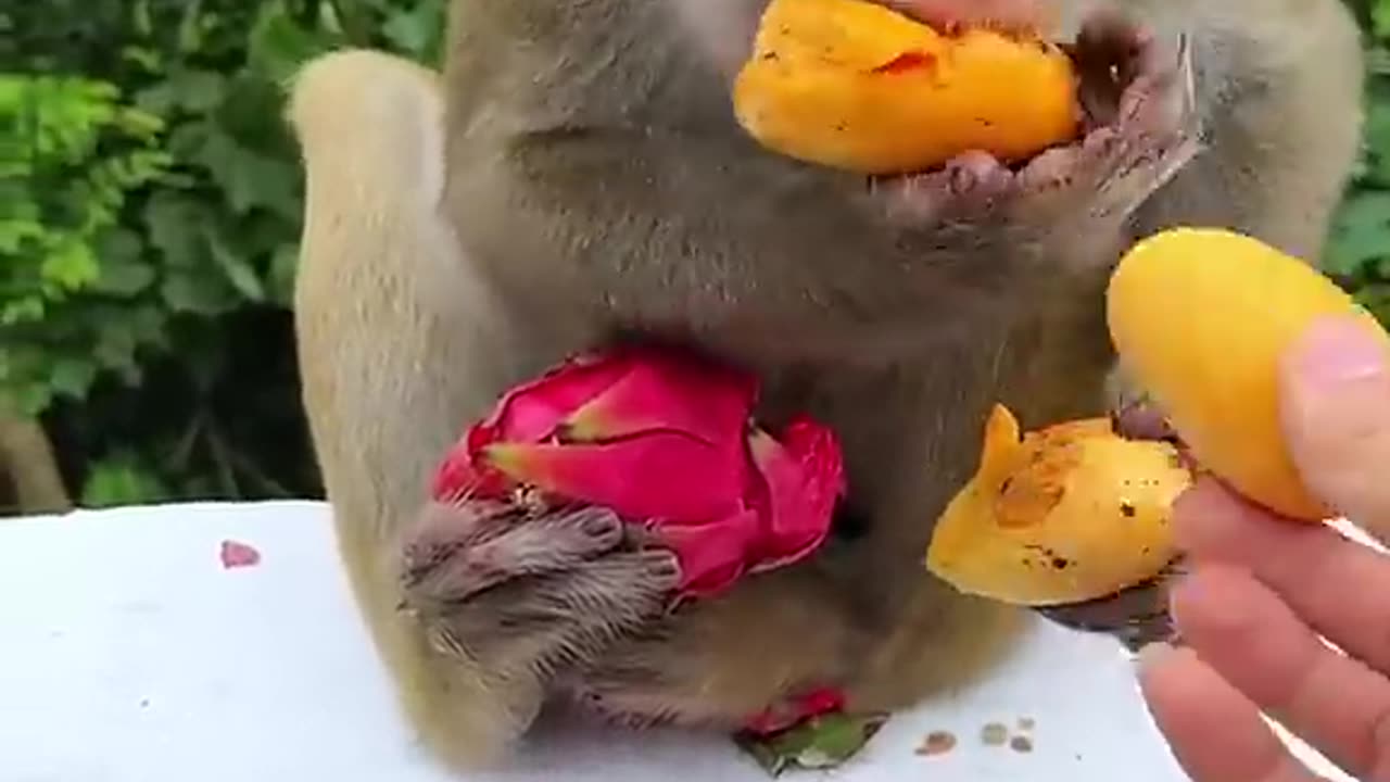 funny animals