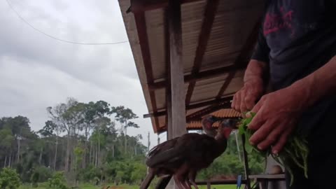 CARING FOR THE CHICKS OF THE JACÚ BIRD
