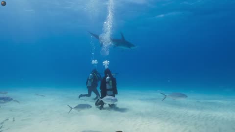 OceanXplorers - Szlak głowomłotów (4/6) film dokumentalny LEKTOR PL