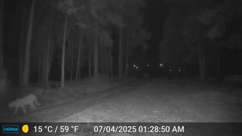 Mountain Lions - 3