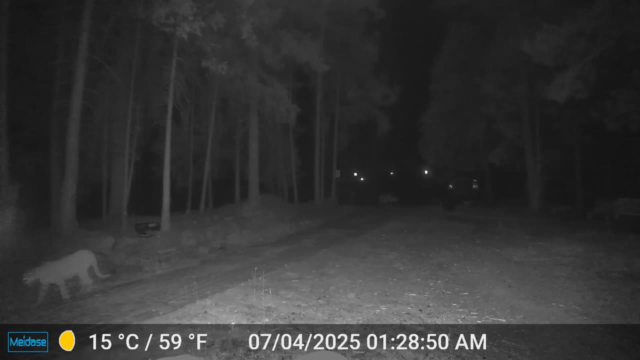 Mountain Lions - 3
