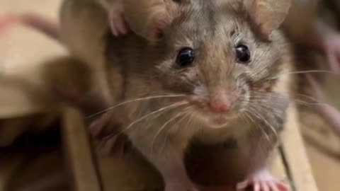 Lake Tahoe’s Unbelievable Mouse Invasion Traps Selling Out Everywhere! 🐭