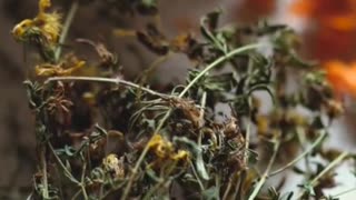 DIY Cold Remedy from the 1800s 🤧🌿 #Shorts