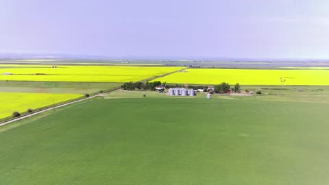 Canola Crops Southern Alberta