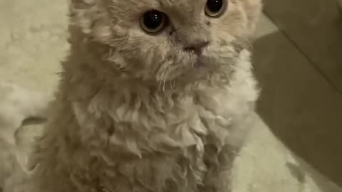 Funny fluffies)