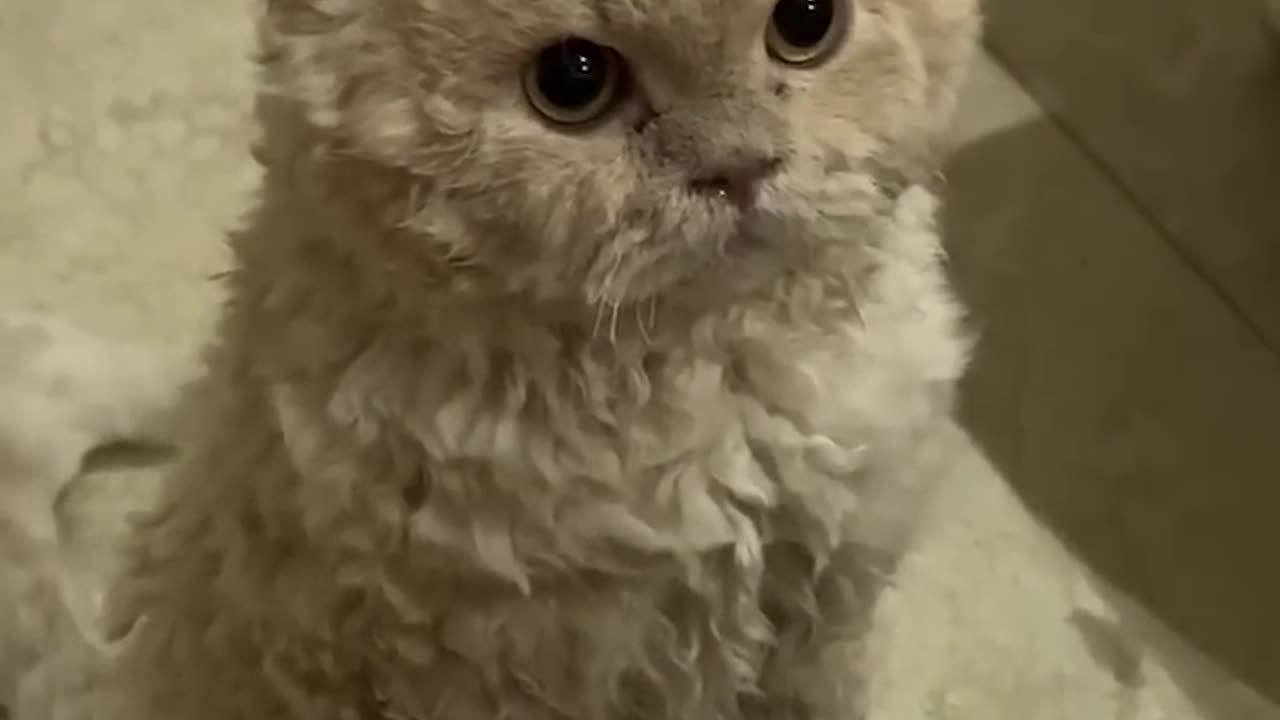 Funny fluffies)