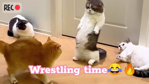 This is our Wrestling fight times😂😂🔥