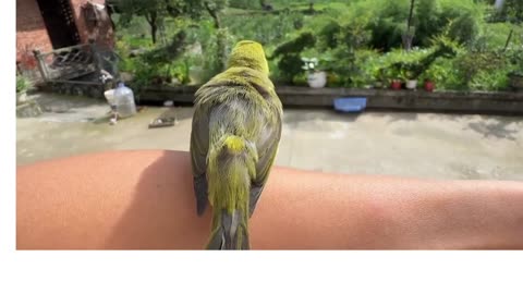 Bird and nature