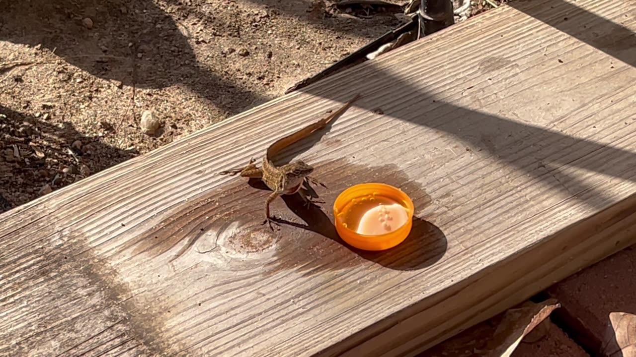 South Texas Chameleon