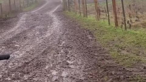 🤯✨ You Won't Believe How This Border Collie Commands the Flock! | FeedMyCuriosity
