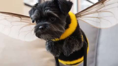 Perrito Abeja: ¡El Vuelo Adorable! 🐶🐝