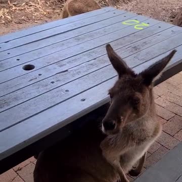 Kangaroo diaries only in Australia 🇦🇺