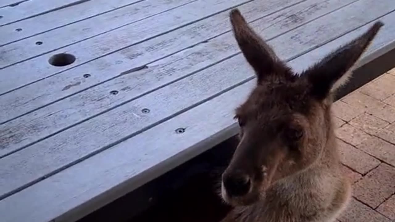 Kangaroo diaries only in Australia 🇦🇺