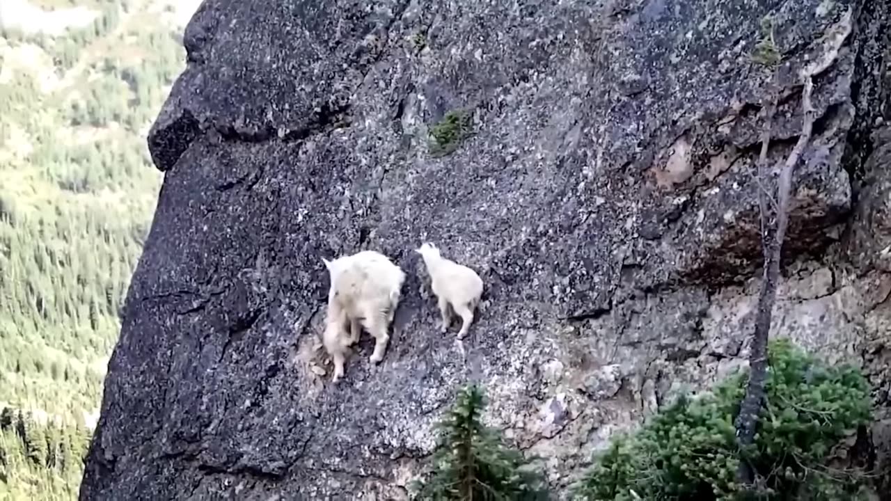 A gerly bear running fos it's life