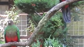 Pyramid that returns a bird sound if you yell at it