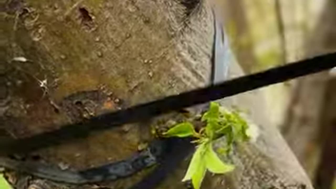 Spring tree grafting method 🌱 _grafting _spring _plants