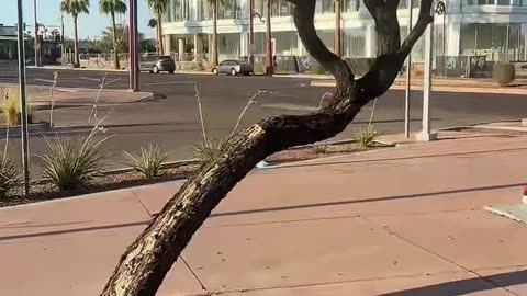 Targeted individual