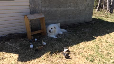 TJ watching the baby Chickens