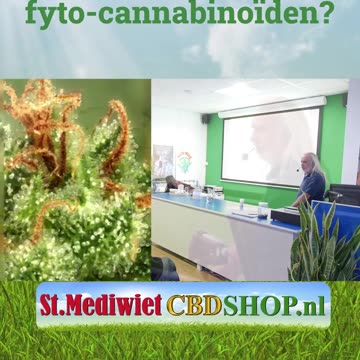 Wat zijn fyto-cannabinoïden?