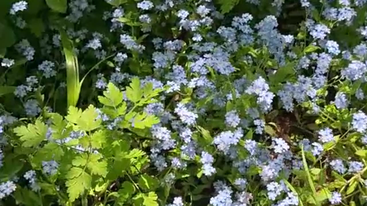 Niezapominajka