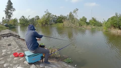 Tilapia Claims the Lakes Shallows
