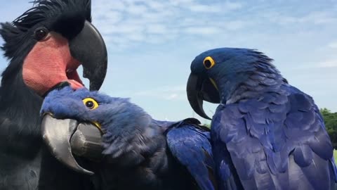 Video Review: "Rare Parrots in the Sun – Hyacinth Macaws & Palm Cockatoos Preening and Relaxing