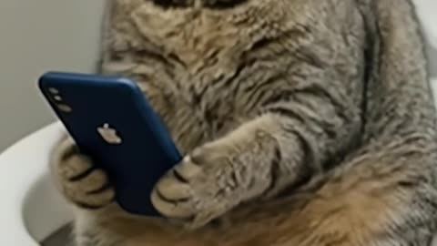 Caught Funniest Cat Using iPhone on the Toilet ! 😹📱
