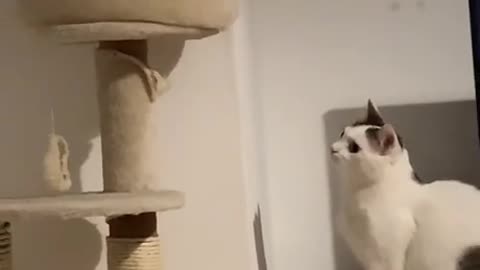 😂🐈 Startled Cats Become Instant Internet Stars! | FunFM