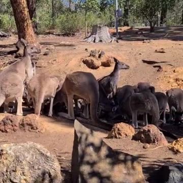 Kangaroos eating