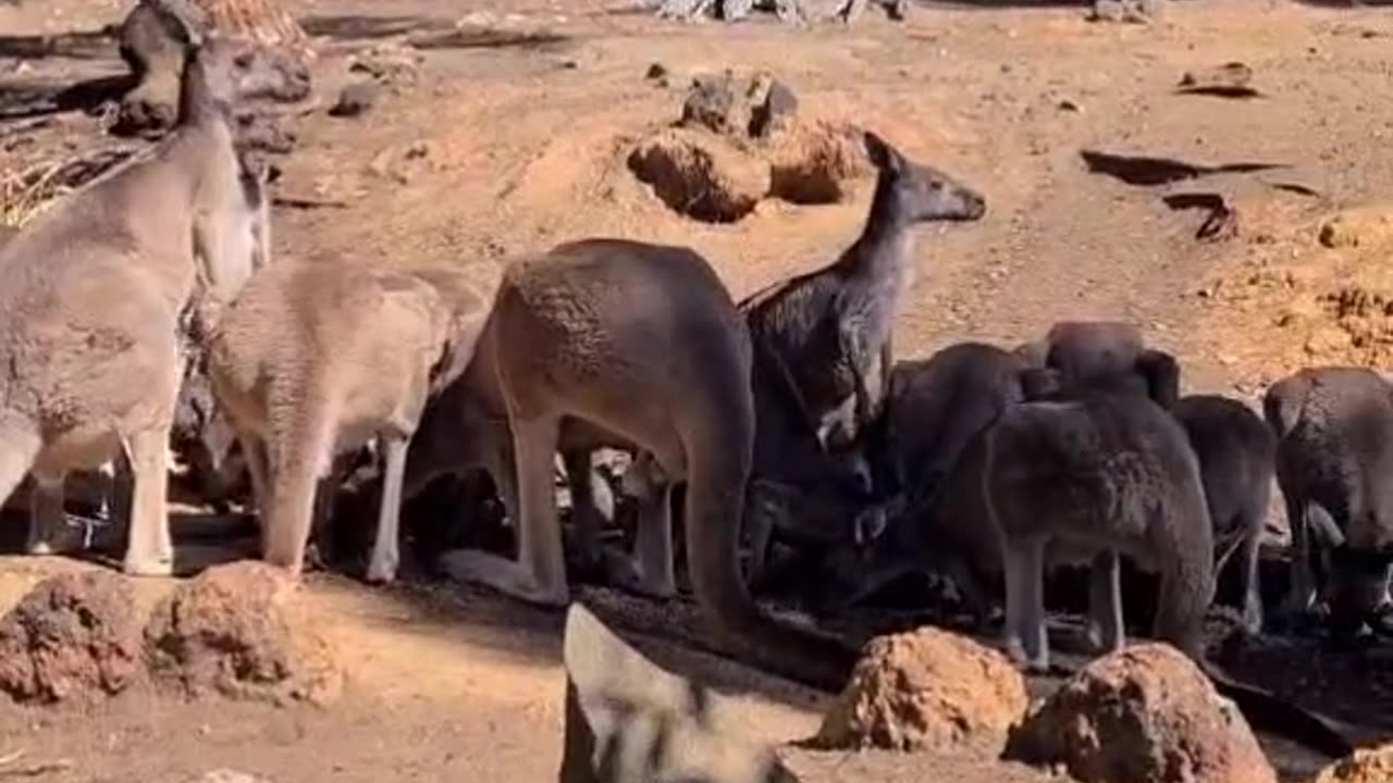 Kangaroos eating