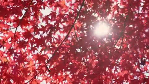 4k forest video background forest video clip,forest video 4k 4k video