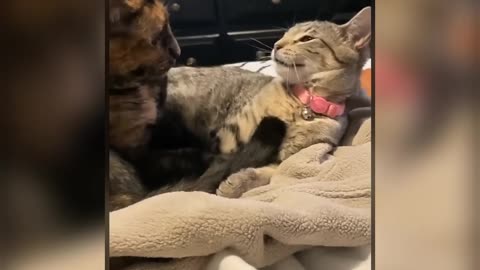 Funny Cats