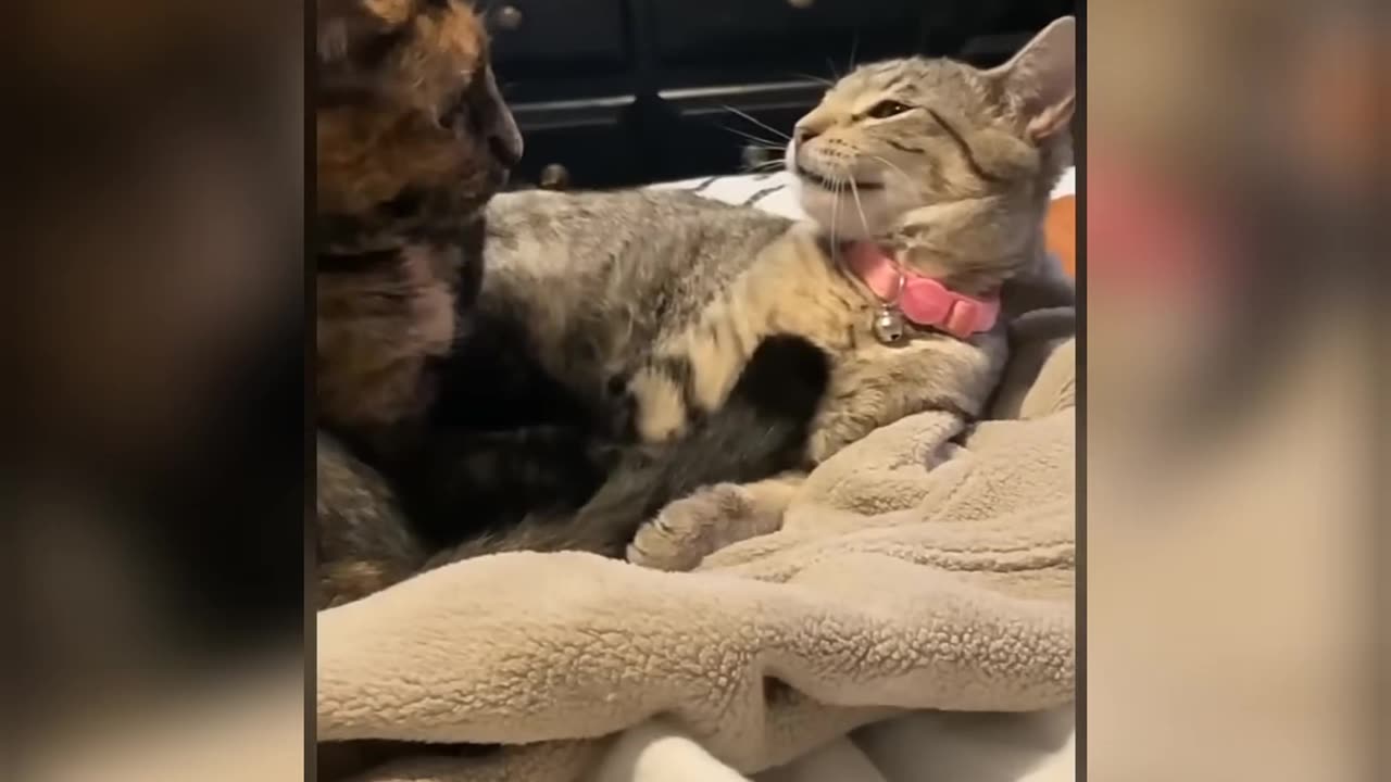Funny Cats