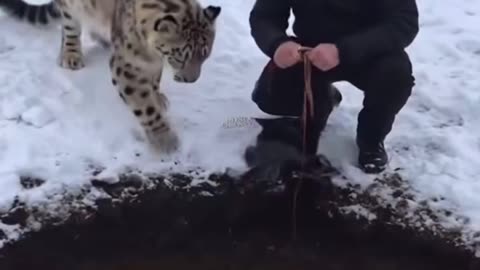 Animal