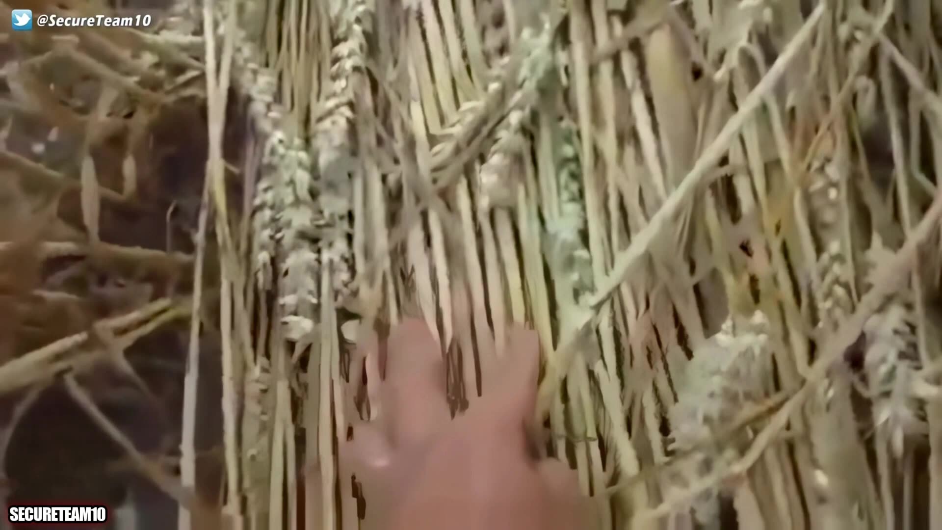 PROOF THESE ARE NOT MAN-MADE SHOCKING CROP CIRCLE UFO FOOTAGE ANALYZED