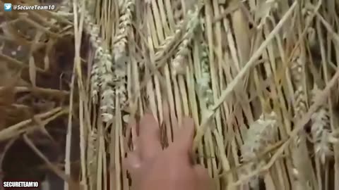 PROOF THESE ARE NOT MAN-MADE |SHOCKING CROP CIRCLE UFO FOOTAGE ANALYZED